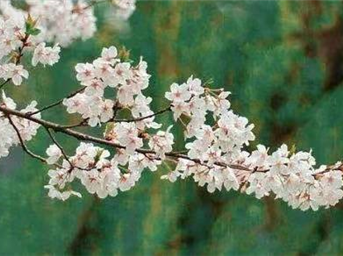 服務(wù)的美學(xué) | 以春日之名，與知己開(kāi)啟最美的遇見(jiàn)