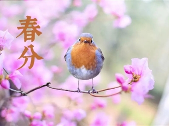 春分 | 萬(wàn)物恰好 莫負春光
