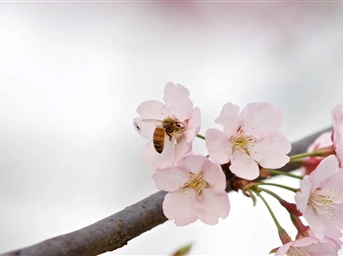 成都-煒岸城 | “潔”盡全力扮靚家園，擦亮城市“文明底色”！